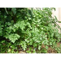 Sandveld Seeds Flat Leaf Parsley